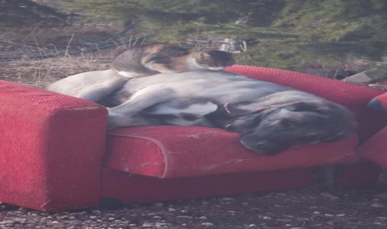 Soğuk hava ezeli düşmanları bir araya getirdi: Üşüyen kedi, köpeğin üzerinde uyudu