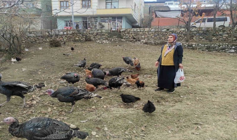 Sokak köpekleri 60 yaşındaki kadının beslediği hindileri telef etti