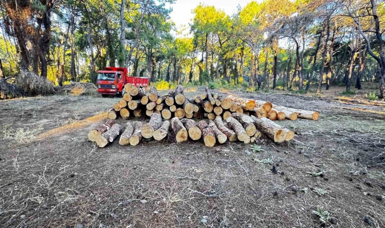 Sorgun Çamlığında yanan ağaçlar kesildi