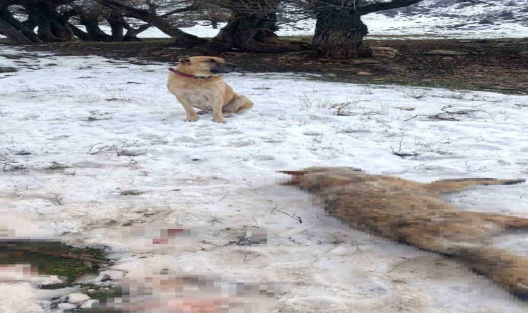 Sürüye saldıran kurdu çoban köpekleri telef etti