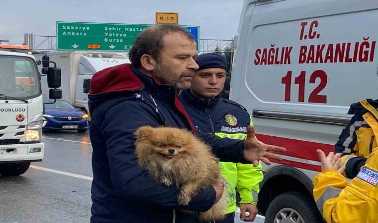 TEMde cip istinat duvarına çarptı: Köpeğini bir an olsun bırakmadı