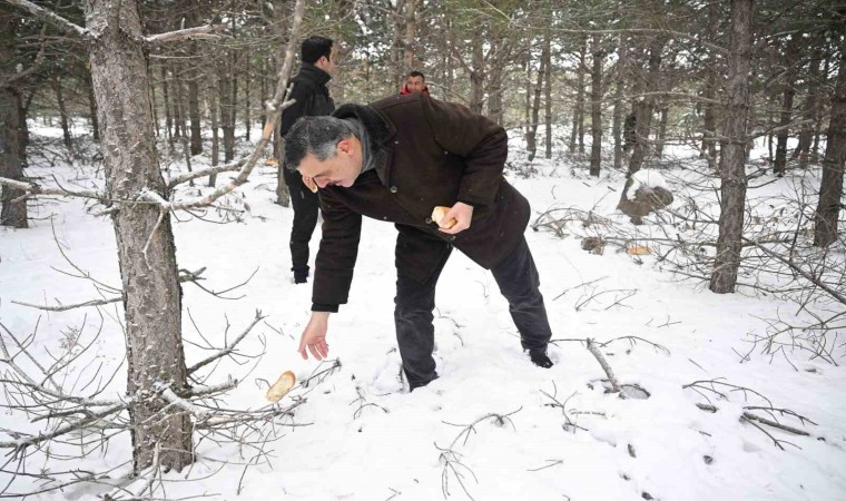 Vali Mustafa Çiftçi, yaban hayvanlarına yem bıraktı