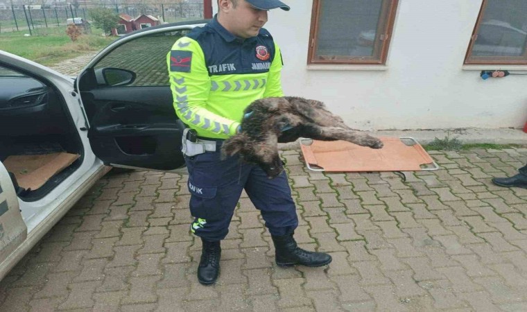 Yaralı sokak köpeği için jandarma ekipleri seferber oldu