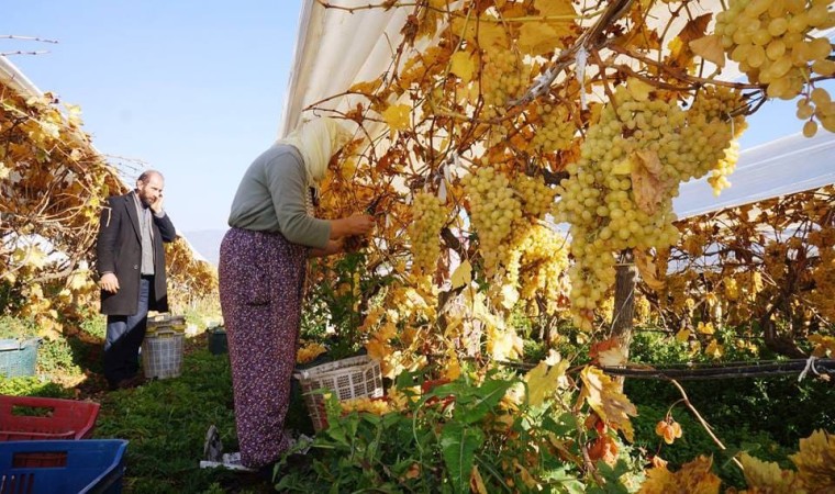 Yeni yılın ilk sofralarını Manisanın üzümü tatlandıracak