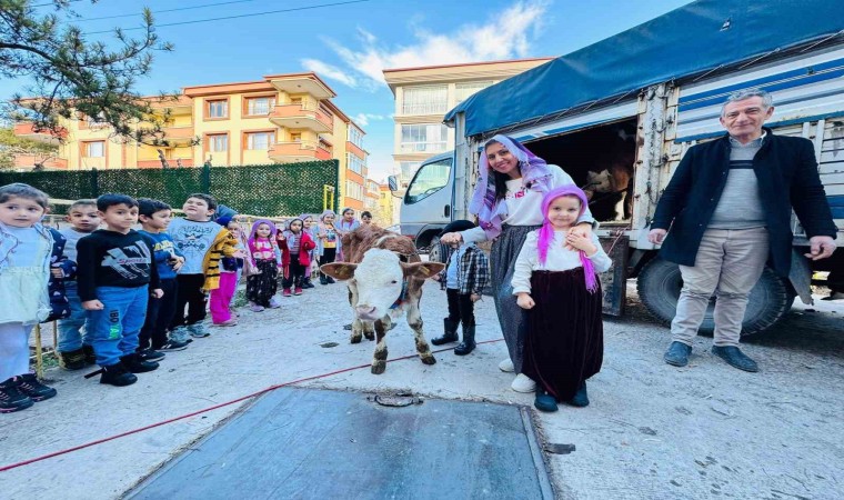 Yerli Haftasını okula getirdikleri ‘inekle kutladılar