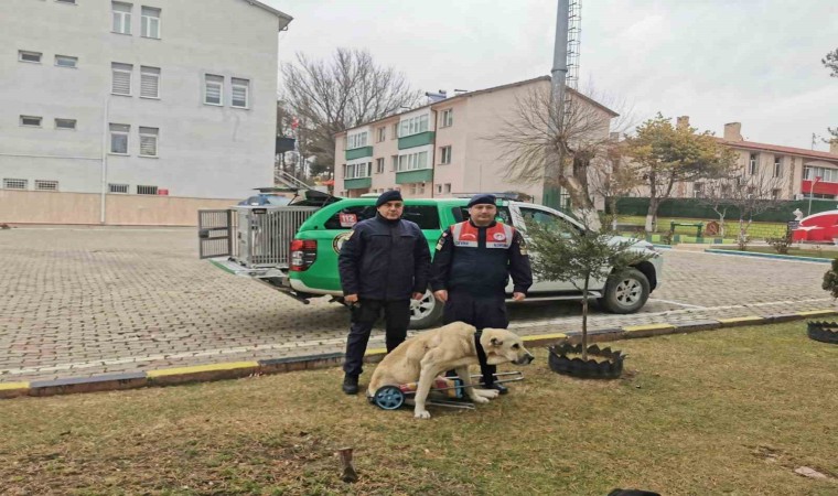 Yozgat Jandarması, yaralı köpek için yürüteç yaptı