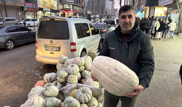 Yüksekovada kışın vazgeçilmezi: Bal kabak