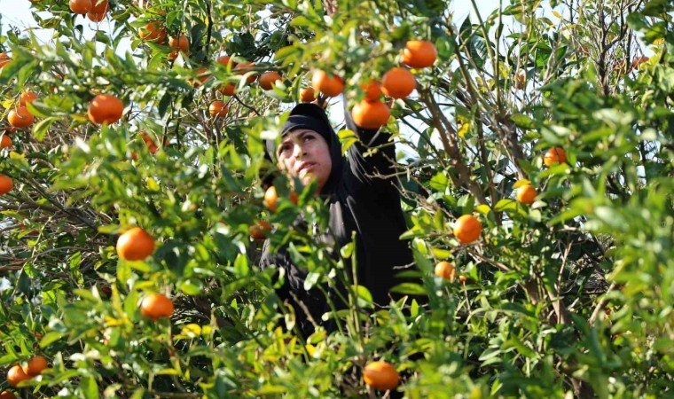 2024 ve 2025in en mutlusu mandalina ve portakal çiftçisi olabilir