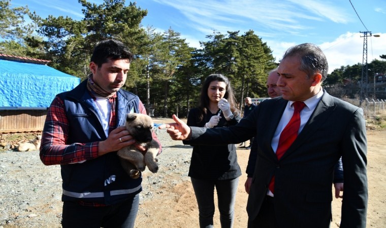 Amanos Dağlarına yaban ve sokak hayvanları için yem bırakıldı