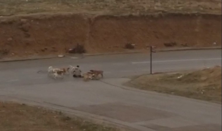 Ankarada başıboş köpekler yere yatırdıkları vatandaşı defalarca ısırdı