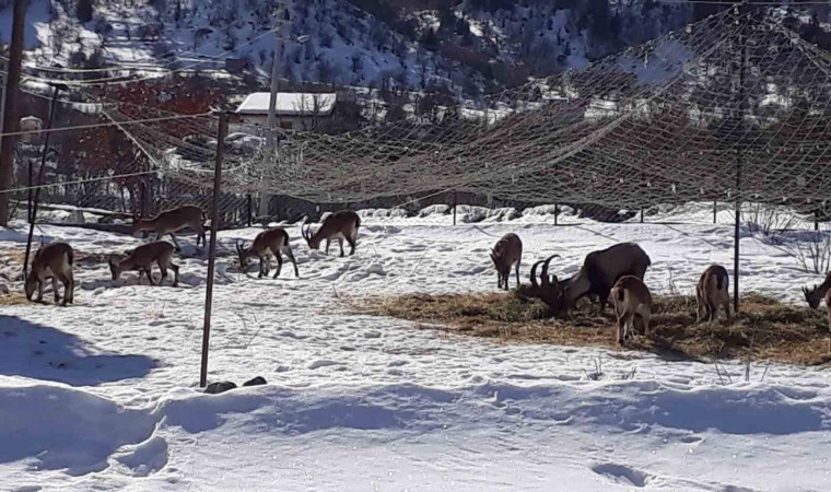 Antalyanın ürkek misafirleri yaban keçileri mahalleye indi