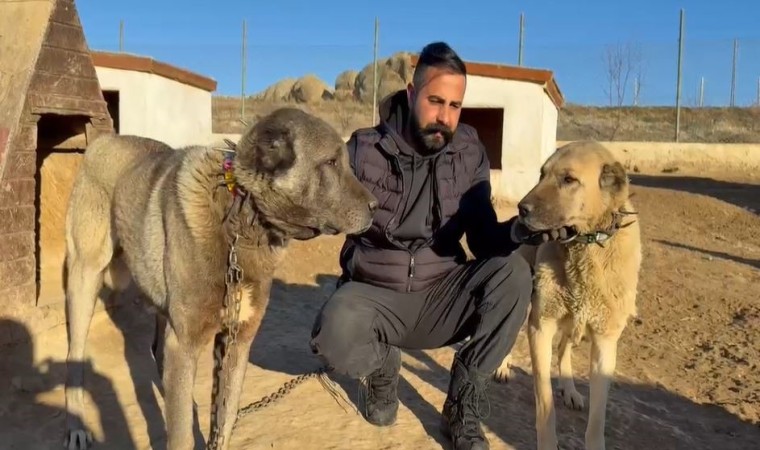 Arap ülkeleri dünyaya nam salan Kangallara talip oldu