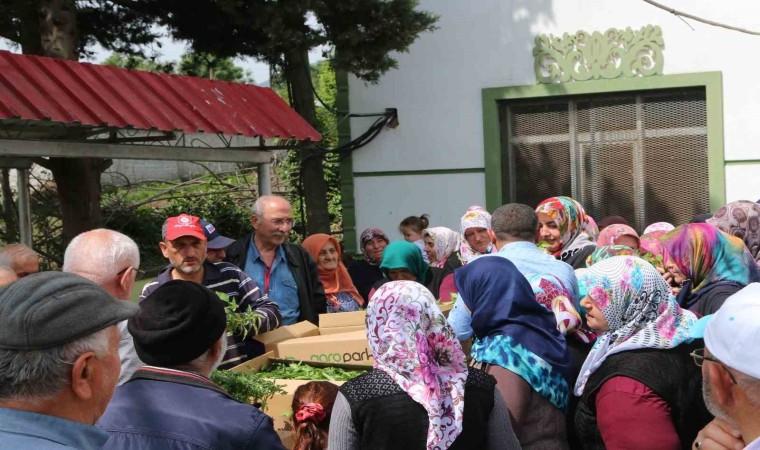 Atakumda çiftçiye 30 bin sebze fidesi ve tohum desteği