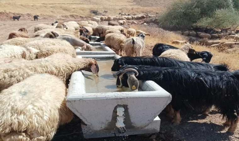 Batmanda otlak alanlarda 440 adet su sıvatı yerleştirildi