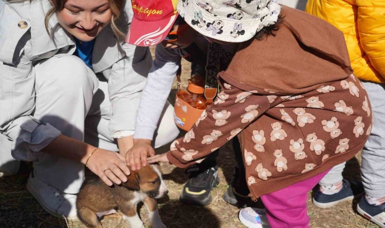 Bilecikte 234 kedi ve köpek sahiplendirildi