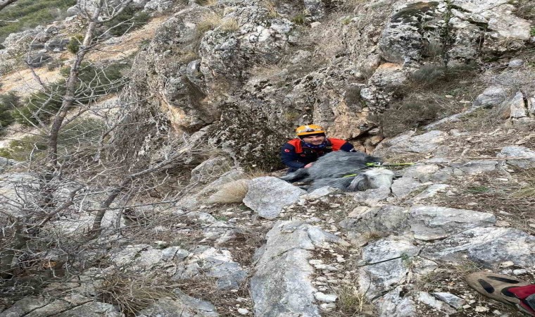 Burdurda dağlık alanda mahsur kalan keçi kurtarıldı