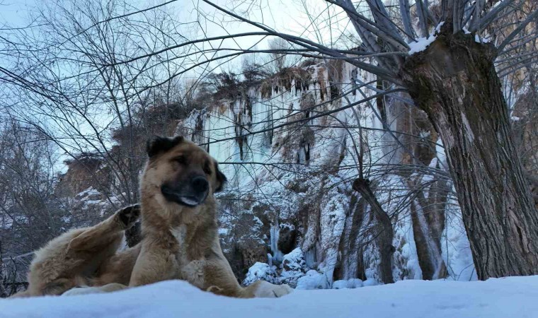 Buz tutan Girlevik Şelalesinde 2 metrelik buz sarkıtları oluştu