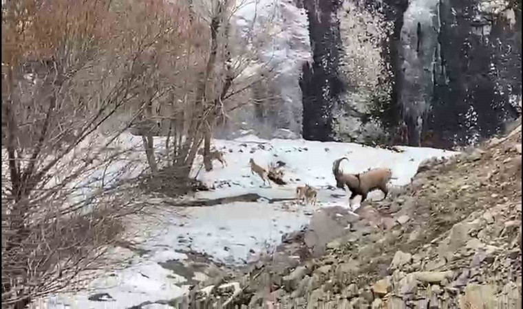 Dağ keçisi sürüsü görenleri şaşırttı