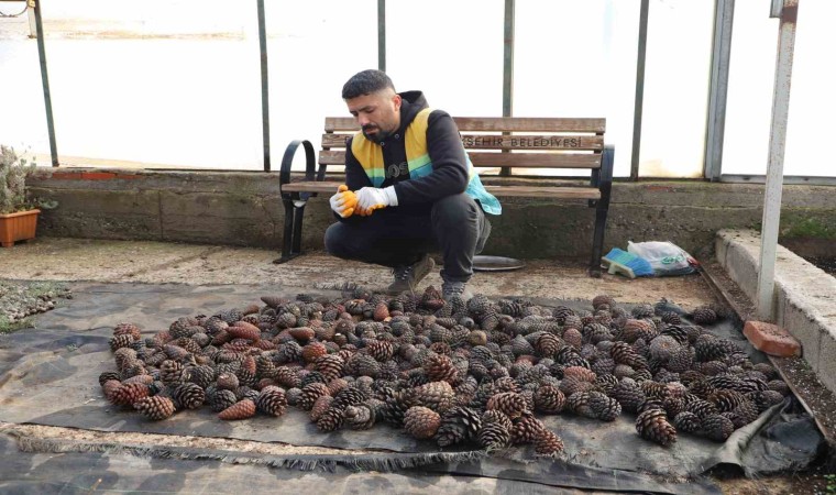 Doğada toplanan kozalaklardan fidan üretiliyor