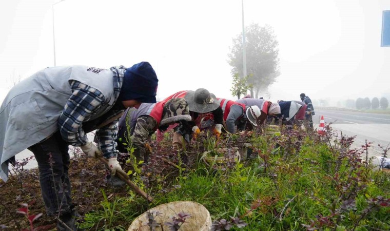 Düzcede 851 ağaç, 382 bin mevsimlik çiçek dikildi