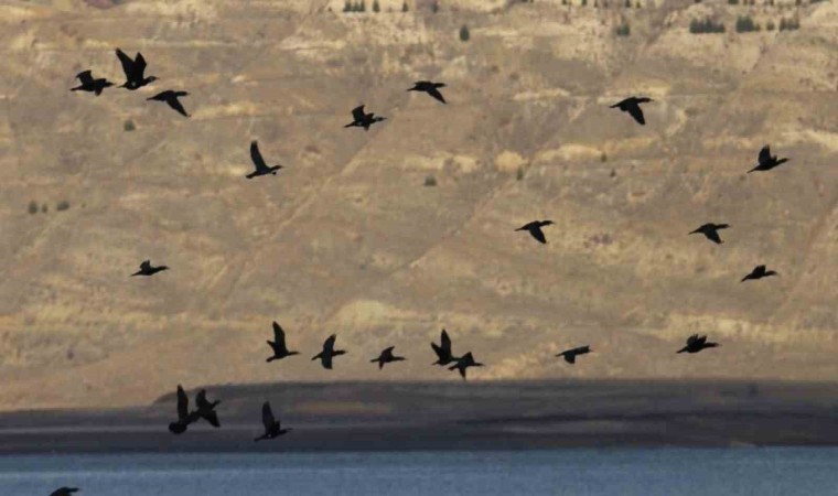 Elazığda su kuşu sayım çalışmaları