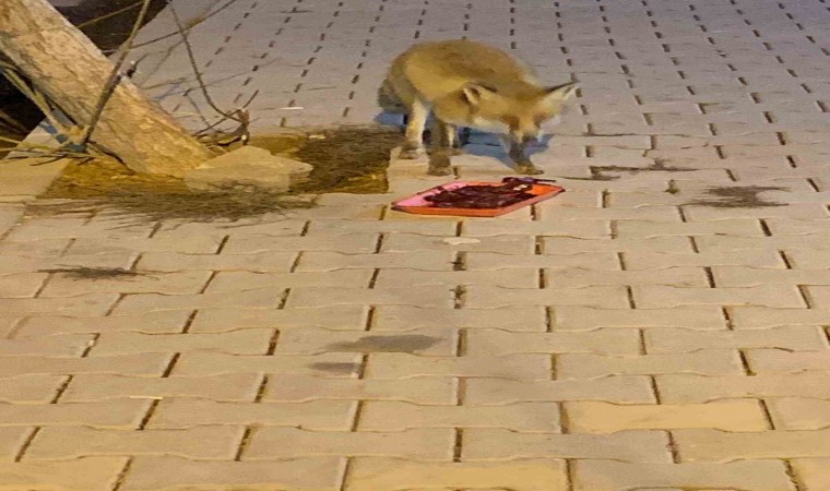 Elazığda aç kalan tilkiyi ciğerle beslediler