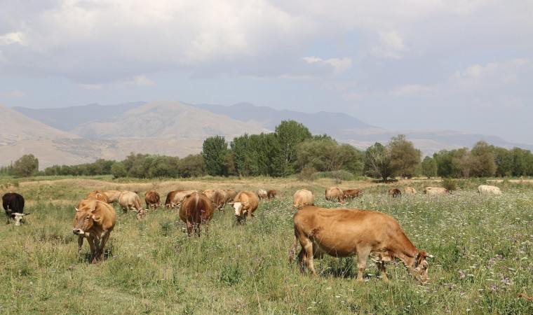 Erzincanda 8 yılda 19 köyde 57 bin dekar mera ıslah edildi