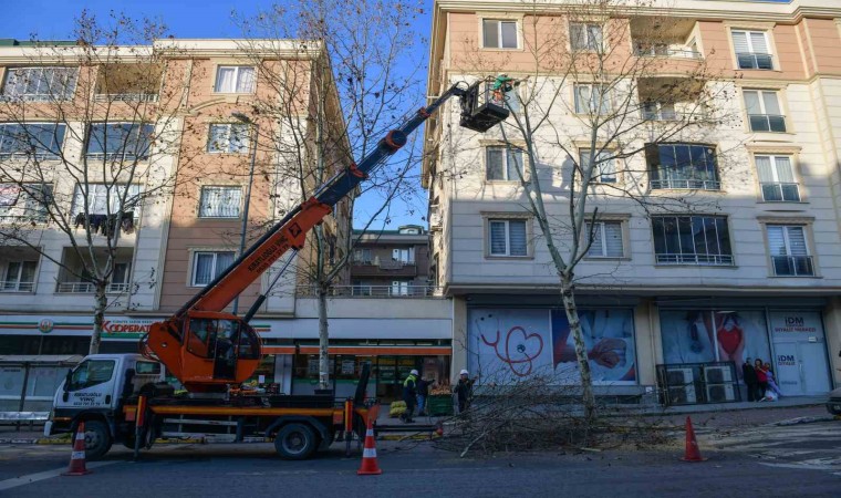 Esenyurtta ağaçlar budama çalışmalarıyla güçleniyor