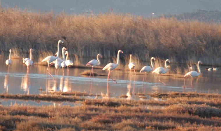 Flamingolar Burhaniye sahillerini mesken tuttu