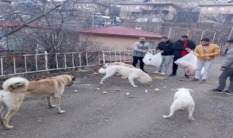 Gençlerden sokak hayvanları için seferberlik