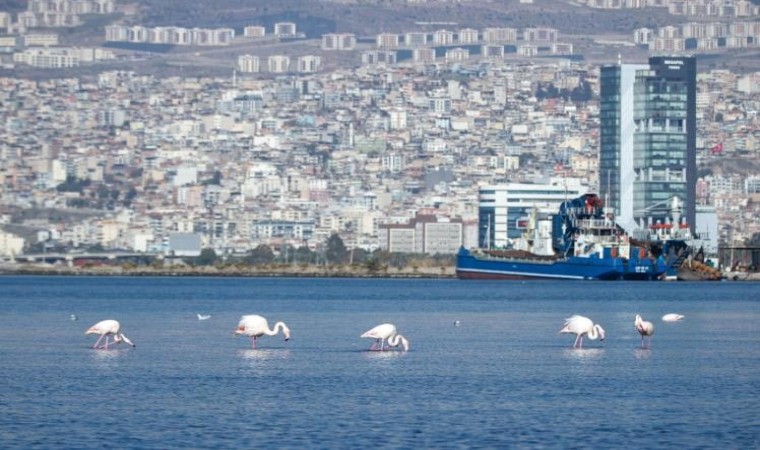 İzmir Körfezinde temizlik sonrası doğa canlandı, flamingolar ve pelikanlar geri döndü