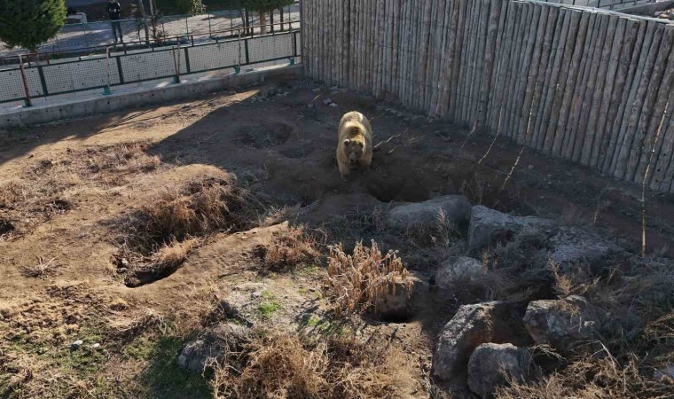 Kayserideki ayılar kış uykusuna yatmadı