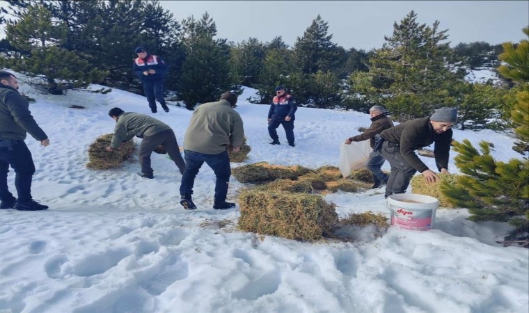 Kazdağlarında yoğun kar yağışı nedeniyle yaban hayvanlarına yem bırakıldı