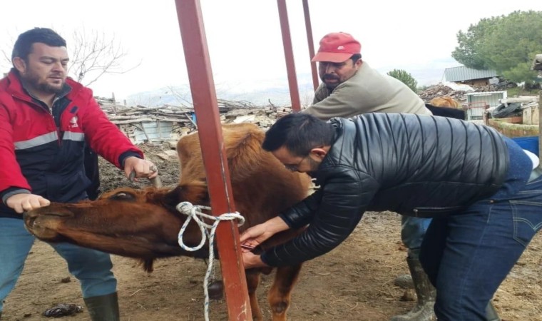 Koçarlıda hayvan sağlığı çalışmaları sürüyor