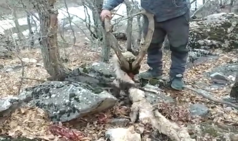 Koruma altındaki keçinin öldürülmesine vatandaş tepki gösterdi