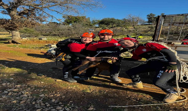 Menteşede kayalıklarda mahsur kalan keçi ekipler tarafından kurtarıldı