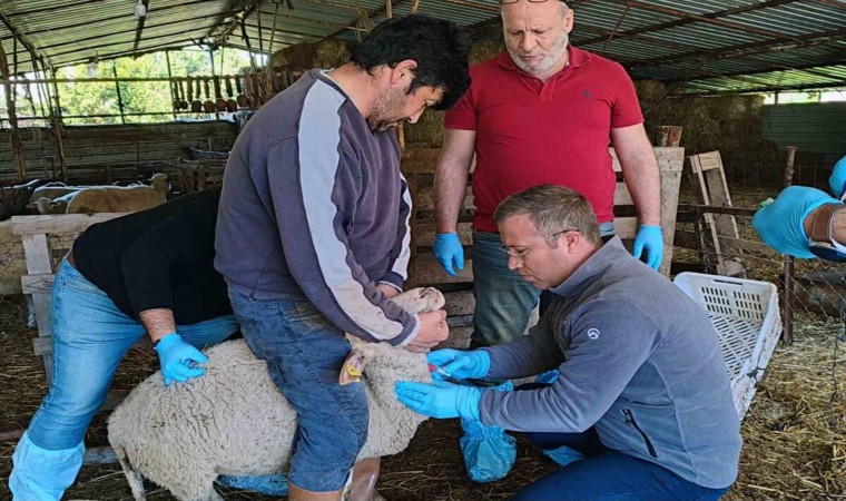 Muğlada akabane hastalığına karşı önlemler alındı