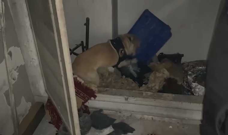 Narkotik köpeği ‘Jack suçluların peşinde