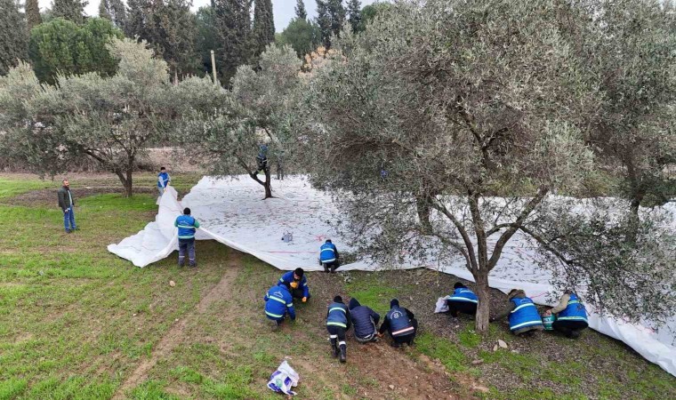 Nazilli Belediyesinden zeytin hasadı