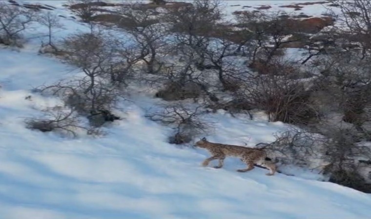 Nesli tükenme tehlikesi altında olan ormanın hayaleti vaşak Bayburtta drone kamerasıyla görüntülendi