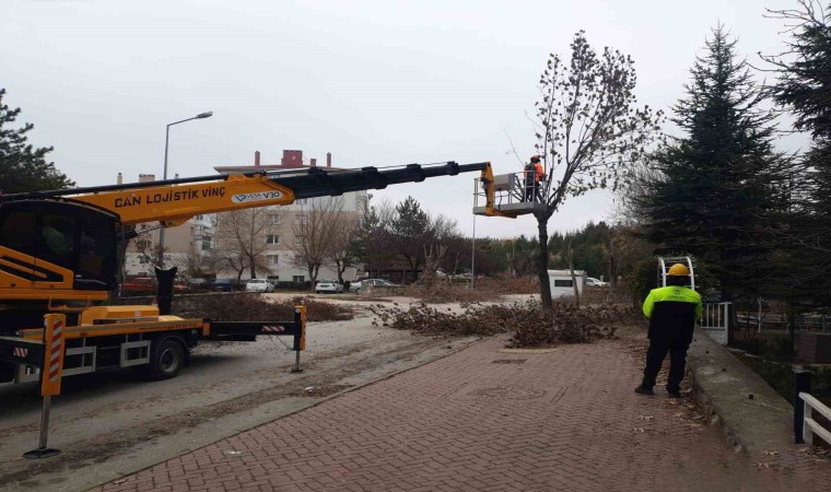 Odunpazarında ağaç bakımları sürüyor