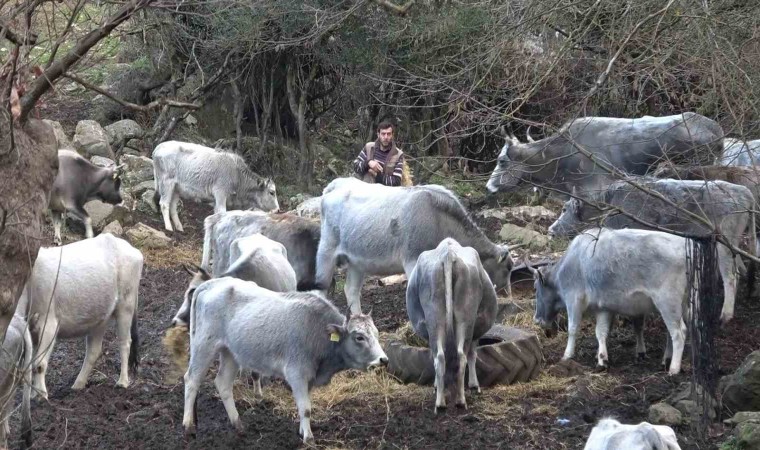 (Özel) Bursada 750 yıllık safkan yerli hayvanları kurşuna dizdiler