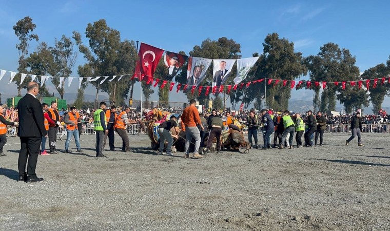 Pehlivan develer yılın ilk güreşinde İncirliovada kozlarını paylaştı