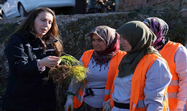 Safran ve salep fideleri Manavgatta toprakla buluştu