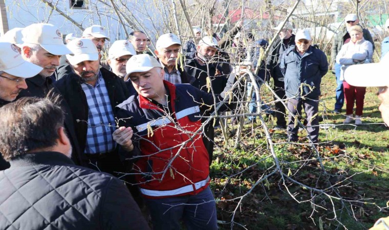 Samsunda fındık budama yarışması