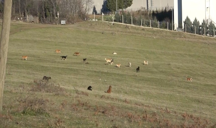 Samsunun kırsal mahallelerinde başıboş köpek istilası: Mahalleli korku içinde