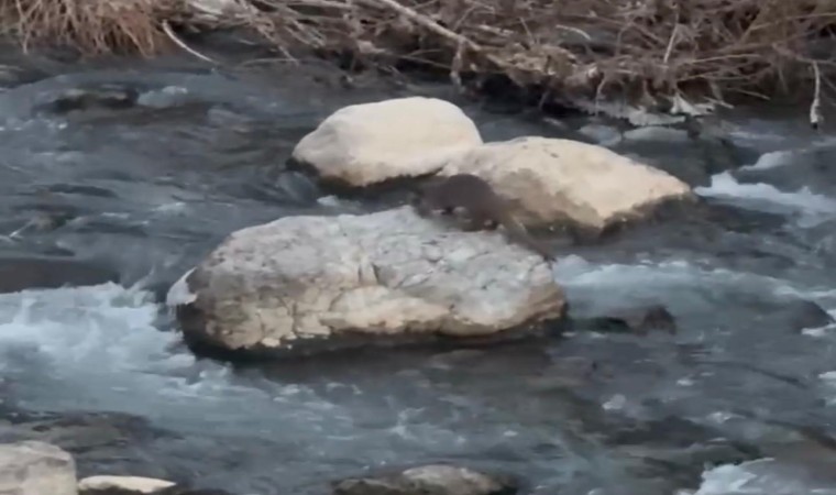 Şırnakta balık avlayan su samuru görüntülendi