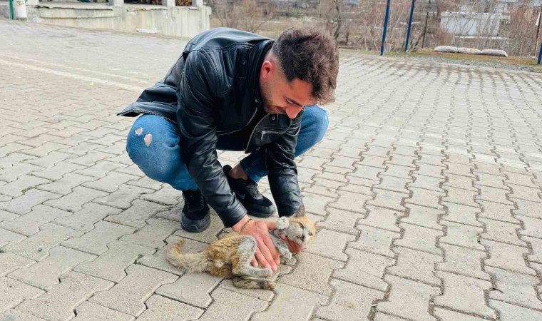 Şırnakta can çekişen kedi kalp masajıyla hayata tutundu