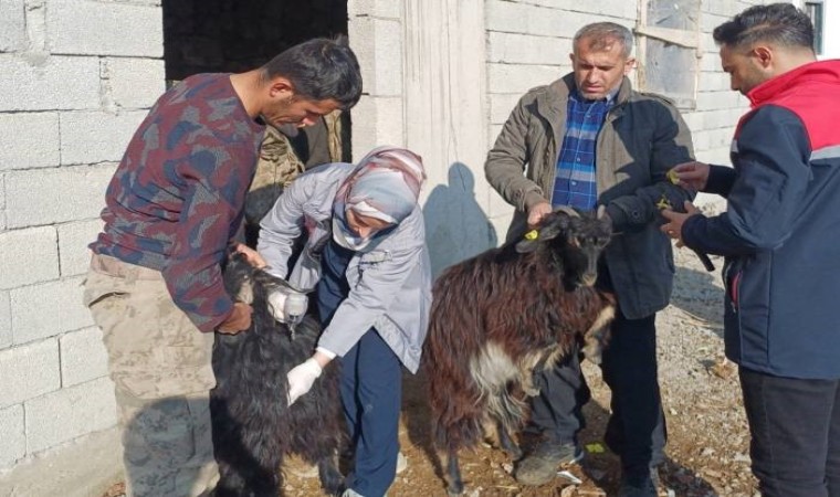 Şırnakta hayvan sağlığına yönelik kapsamlı çalışma