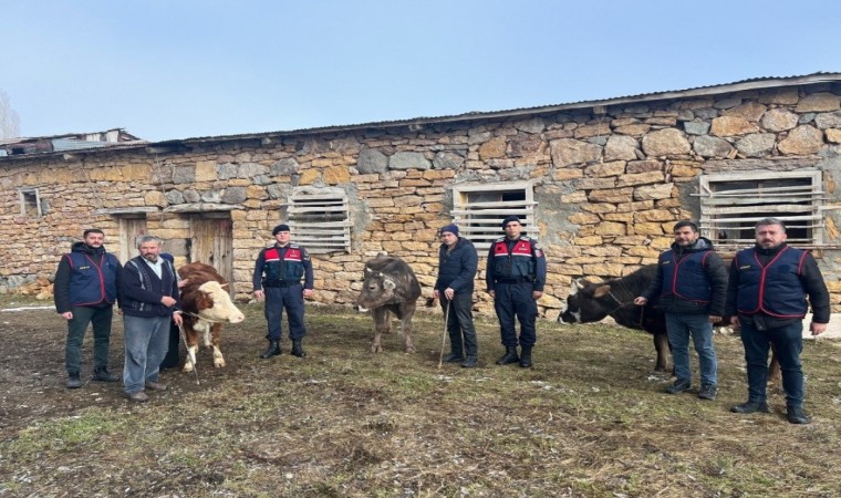 Sivasta büyükbaş hayvan çalan 4 kişi tutuklandı